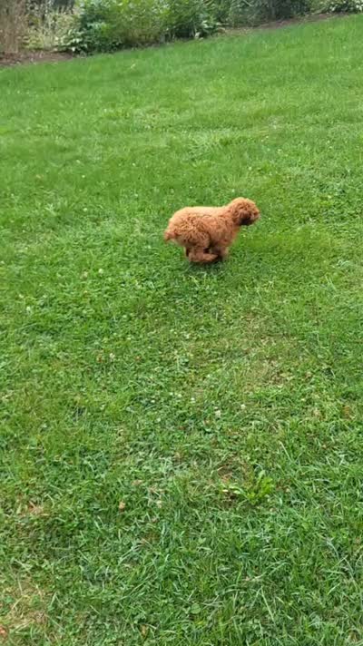 Chipper, a male Cavapoo for sale in Lyons, NY – 5 of 5