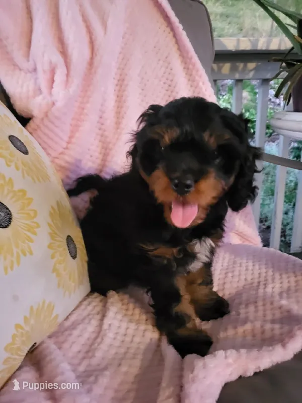 DAISY  – Cavapoo puppy for sale in Lyons, NY