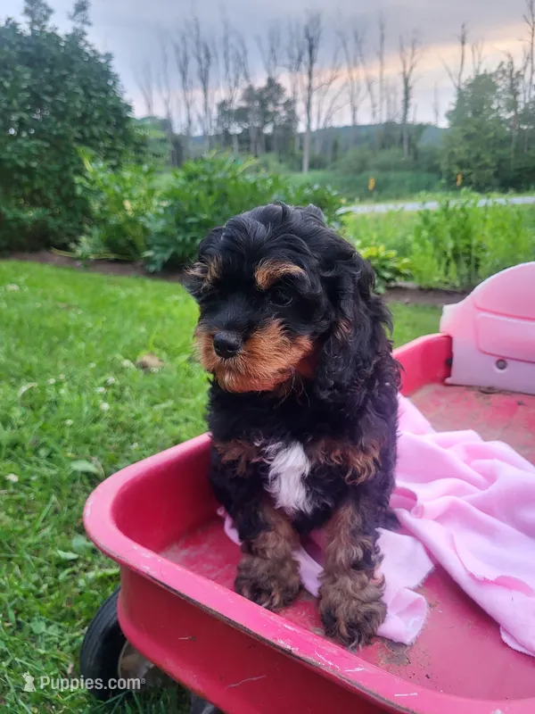DAISY  – Cavapoo puppy for sale in Lyons, NY