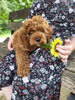Chipper, a male Cavapoo for sale in Lyons, NY – 4 of 5