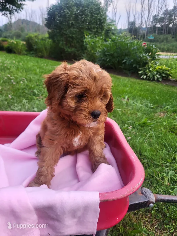 Iris  – Cavapoo puppy for sale in Lyons, NY