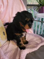 DAISY , a female Cavapoo for sale in Lyons, NY – 3 of 5