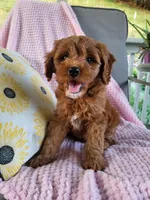 Iris , a female Cavapoo for sale in Lyons, NY – 2 of 4