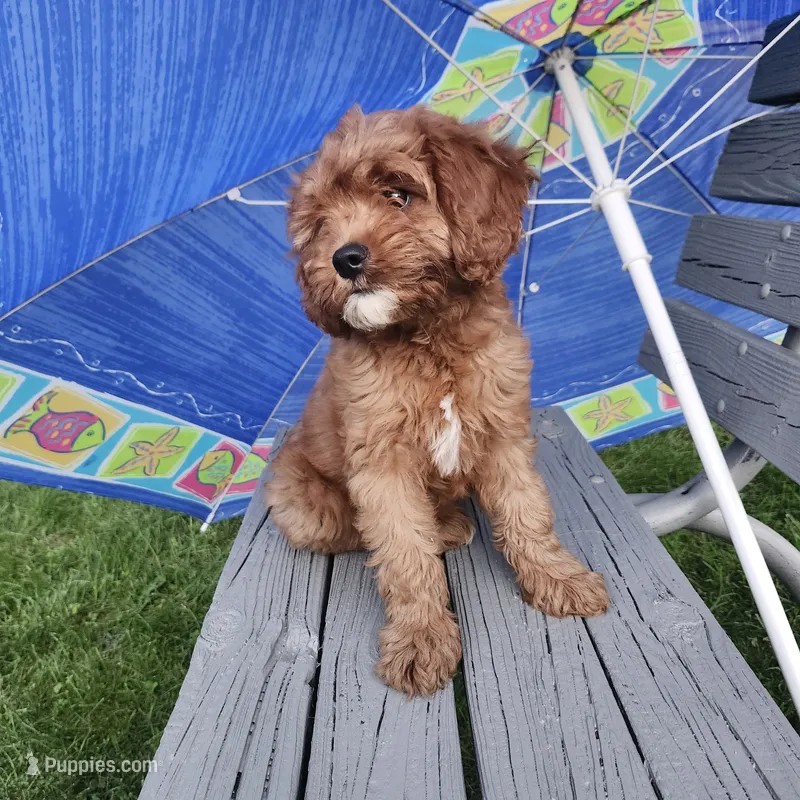 Iris  – Cavapoo puppy for sale in Lyons, NY