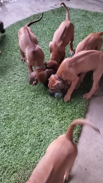 Facility video
