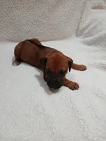 Violet  (dark purple), a female Rhodesian Ridgeback for sale in National City, CA – 3 of 5