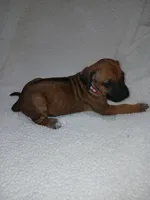 Sahara Rose, a female Rhodesian Ridgeback for sale in National City, CA – 6 of 10