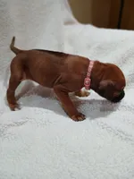 Dahlia (salmon collar), a female Rhodesian Ridgeback for sale in National City, CA – 4 of 4