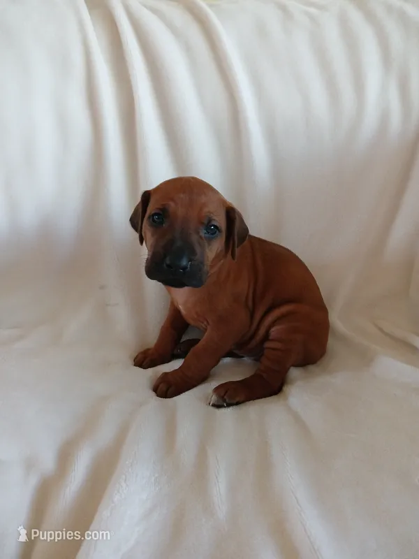 Lily (light purple) – Rhodesian Ridgeback puppy for sale in National City, CA