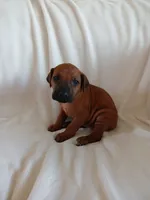 Lily (light purple), a female Rhodesian Ridgeback for sale in National City, CA – 1 of 6