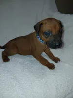 Blue Spruce, a male Rhodesian Ridgeback for sale in National City, CA – 3 of 3