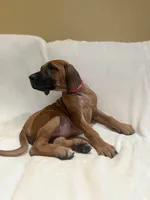 Sahara Rose ( dark pink), a female Rhodesian Ridgeback for sale in National City, CA – 4 of 7