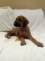 Violet  (dark purple), a female Rhodesian Ridgeback for sale in National City, CA – 3 of 4