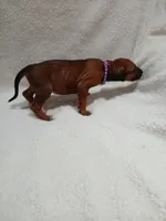 Violet  (dark purple), a female Rhodesian Ridgeback for sale in National City, CA – 2 of 5
