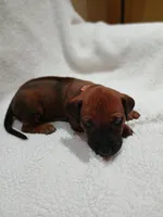 Peony (light pink), a female Rhodesian Ridgeback for sale in National City, CA – 4 of 5