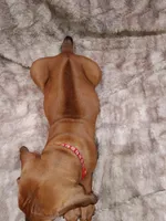 Red Oak, a male Rhodesian Ridgeback for sale in National City, CA – 2 of 3