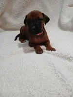 Peony (light pink), a female Rhodesian Ridgeback for sale in National City, CA – 1 of 5