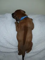 Blue Spruce, a male Rhodesian Ridgeback for sale in National City, CA – 2 of 3