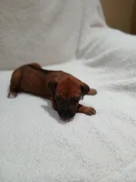 Violet  (dark purple), a female Rhodesian Ridgeback for sale in National City, CA – 4 of 5