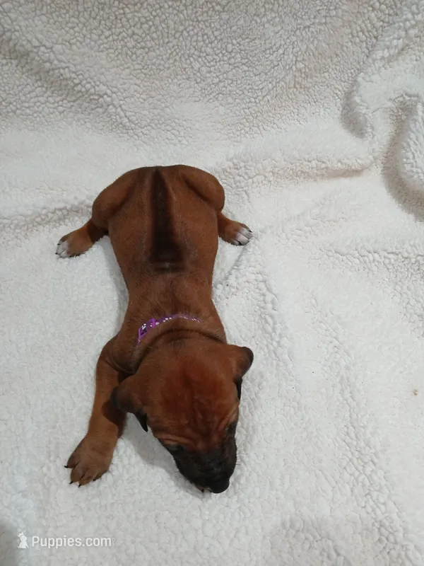 Violet  (dark purple) – Rhodesian Ridgeback puppy for sale in National City, CA