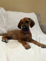 Violet  (dark purple), a female Rhodesian Ridgeback for sale in National City, CA – 2 of 4