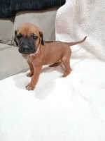 Dahlia (salmon collar), a female Rhodesian Ridgeback for sale in National City, CA – 1 of 4
