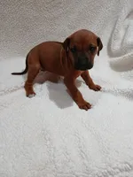 Lily (light purple), a female Rhodesian Ridgeback for sale in National City, CA – 6 of 6