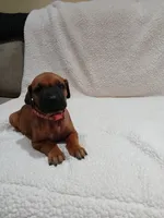 Dahlia (salmon collar), a female Rhodesian Ridgeback for sale in National City, CA – 3 of 4