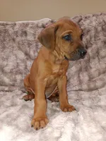 Red Oak, a male Rhodesian Ridgeback for sale in National City, CA – 3 of 3
