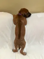 Violet  (dark purple), a female Rhodesian Ridgeback for sale in National City, CA – 4 of 4
