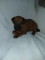 Blue Spruce, a male Rhodesian Ridgeback for sale in National City, CA – 1 of 3