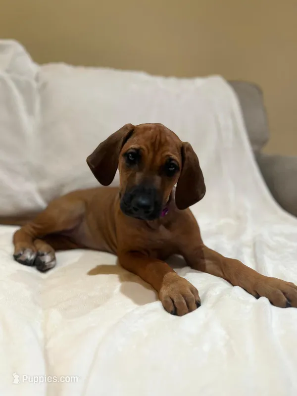 Violet  (dark purple) – Rhodesian Ridgeback puppy for sale in National City, CA