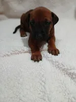 Sahara Rose, a female Rhodesian Ridgeback for sale in National City, CA – 7 of 10