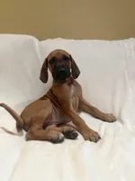 Sahara Rose ( dark pink), a female Rhodesian Ridgeback for sale in National City, CA – 1 of 7