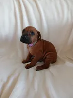 Lily (light purple), a female Rhodesian Ridgeback for sale in National City, CA – 3 of 6