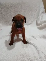 Lily (light purple), a female Rhodesian Ridgeback for sale in National City, CA – 2 of 6