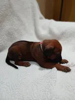 Peony (light pink), a female Rhodesian Ridgeback for sale in National City, CA – 3 of 5