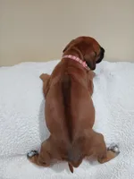 Dahlia (salmon collar), a female Rhodesian Ridgeback for sale in National City, CA – 2 of 4