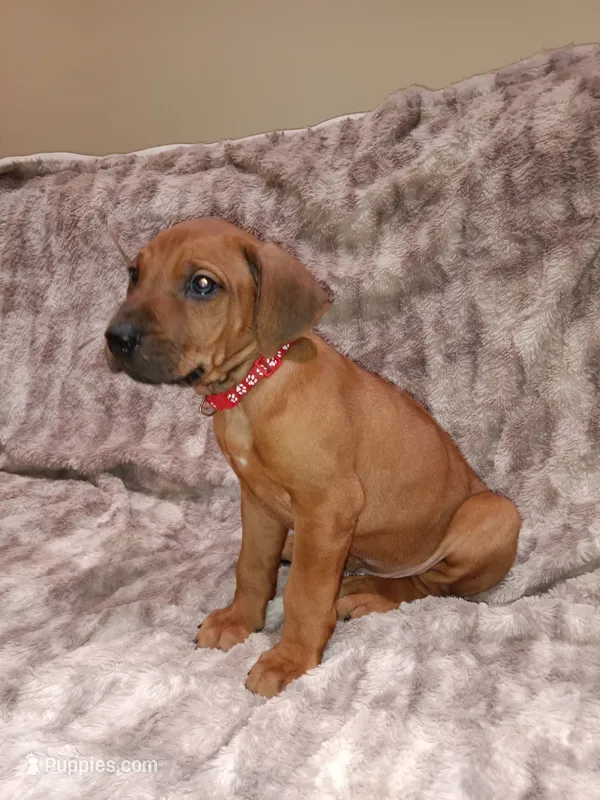 Red Oak – Rhodesian Ridgeback puppy for sale in National City, CA