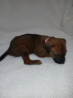 Peony (light pink), a female Rhodesian Ridgeback for sale in National City, CA – 2 of 5
