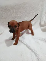 Lily (light purple), a female Rhodesian Ridgeback for sale in National City, CA – 4 of 6