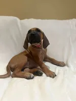 Sahara Rose ( dark pink), a female Rhodesian Ridgeback for sale in National City, CA – 3 of 7