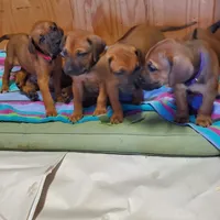 Sahara Rose, a female Rhodesian Ridgeback for sale in National City, CA – 2 of 10
