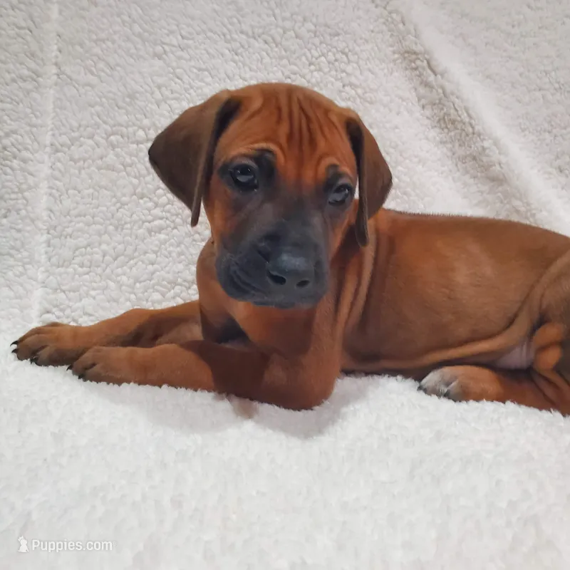 Sahara Rose – Rhodesian Ridgeback puppy for sale in National City, CA