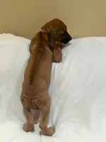Sahara Rose ( dark pink), a female Rhodesian Ridgeback for sale in National City, CA – 2 of 7