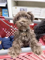 Aero, a female Miniature Schnauzer for sale in Crestwood, IL – 5 of 6