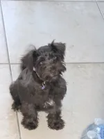 Aero, a female Miniature Schnauzer for sale in Crestwood, IL – 4 of 6