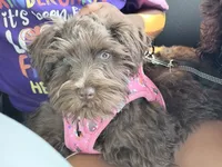 Aero, a female Miniature Schnauzer for sale in Crestwood, IL – 1 of 6