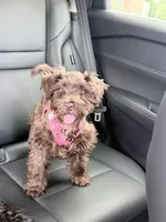 Aero, a female Miniature Schnauzer for sale in Crestwood, IL – 3 of 6