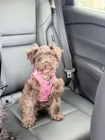 Aero, a female Miniature Schnauzer for sale in Crestwood, IL – 6 of 6